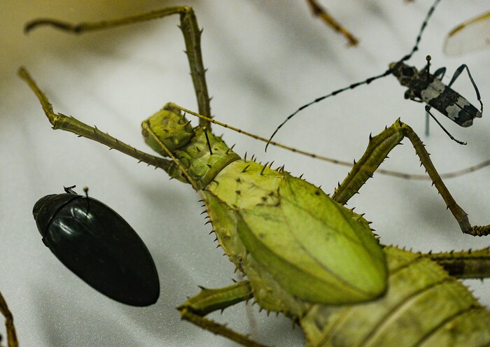 (Francisco Kjolseth  |  The Salt Lake Tribune)  Entomology collections are on display at the Natural History Museum of Utah's annual Behind the Scenes event coinciding this year with the museum's 50th anniversary, as people get a chance to explore some of the extensive collections not normally on display on Saturday, Nov. 16, 2019. The event runs through the weekend.
