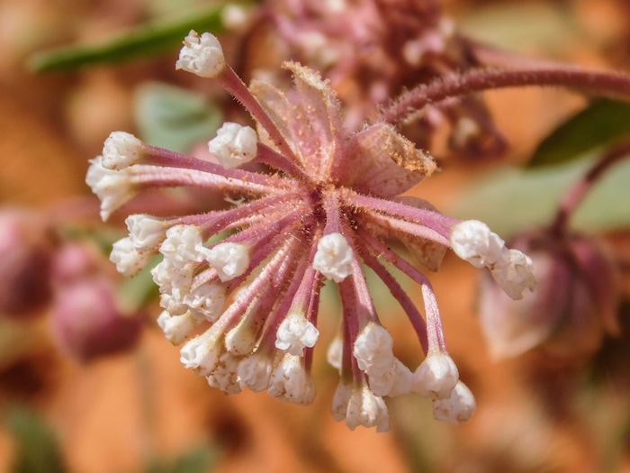 Erin Alberty  |  The Salt Lake Tribune

Sweet Sand Verbena bloom April 1, 2017 near the Sand Cove primitive campground in the Red Cliffs Desert Reserve near Leeds.Erin Alberty  |  The Salt Lake Tribune

