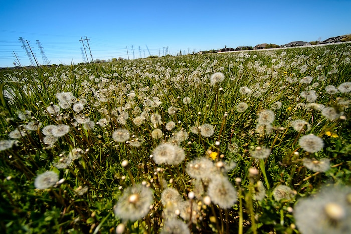 Trent Nelson | The Salt Lake Tribune
Undeveloped property owned by Senate Majority Whip Stuart Adams in Layton along the proposed route of the West Davis Corridor, Thursday May 4, 2017.