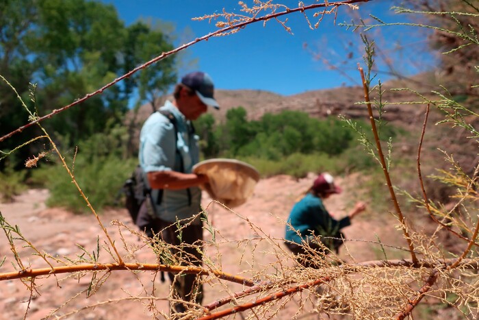 (Felicia Fonseca | The Associated Press) Defoliated tamarisk branches frame Northern Arizona University researchers Matt Johnson, left, and Ramey Winton, along the Verde River in Clarkdale, Ariz., on July 9, 2019. Tamarisk leaf beetles were brought to the U.S. from Asia to devour invasive tamarisk, or salt cedar, trees.