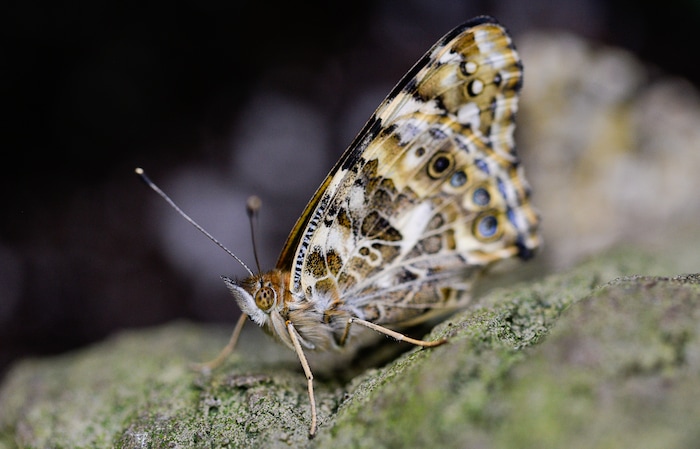 (Francisco Kjolseth  |  The Salt Lake Tribune)  The Loveland Living Planet Aquarium gets ready to put on display 650 Painted Lady butterflies as part of their Journey to South America gallery which opens to the public on Friday. In the Spring they plan to add more species to the exhibit.