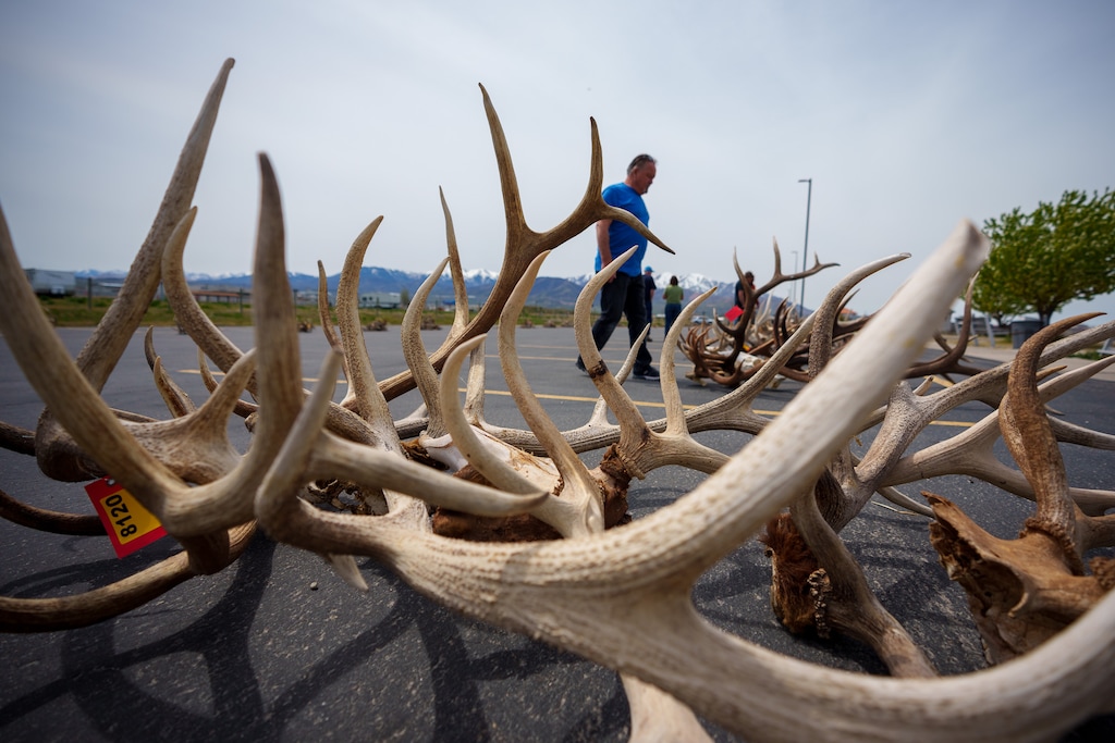 (Trent Nelson  |  The Salt Lake Tribune) Antlers recovered during poaching investigations are auctioned off by the Utah Division of Wildlife Resources at the Lee Kay Public Shooting Range in Salt Lake City on Monday, April 25, 2022. Citing harsh weather conditions that stress big game, DWR has closed the entire state to antler gathering until May 1.