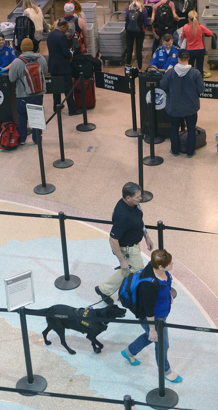 (Al Hartmann  |  The Salt Lake Tribune)  Keene, a black lab passenger screening canine, takes a sniff at luggage as airline passengers pass by before the security checkpoint in terminal 1 at the Salt Lake International Airport Tuesday March 8.  The Transportation Security Administration (TSA) is beginning to use the dogs, which are specially trained to detect explosives and explosive components.  He works with TSA K9 handler Lonnie Larson who is trained to read the dog's behavior when it detects an explosive scent. Keene is named in memory of Leo Russel Keene, a 33-year old Louisiana native and financial analyst who died at work at the World Trade Center on Sept. 11, 2001.  Keene is the mother of several PSC's who are assigned to other airports across the country. 