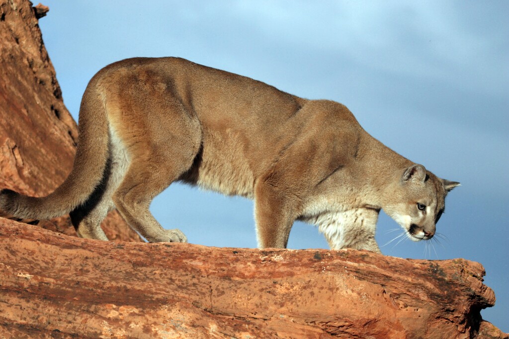 (Courtesy of Utah DWR) According to Murray police, there have been multiple sightings of cougars in the city.