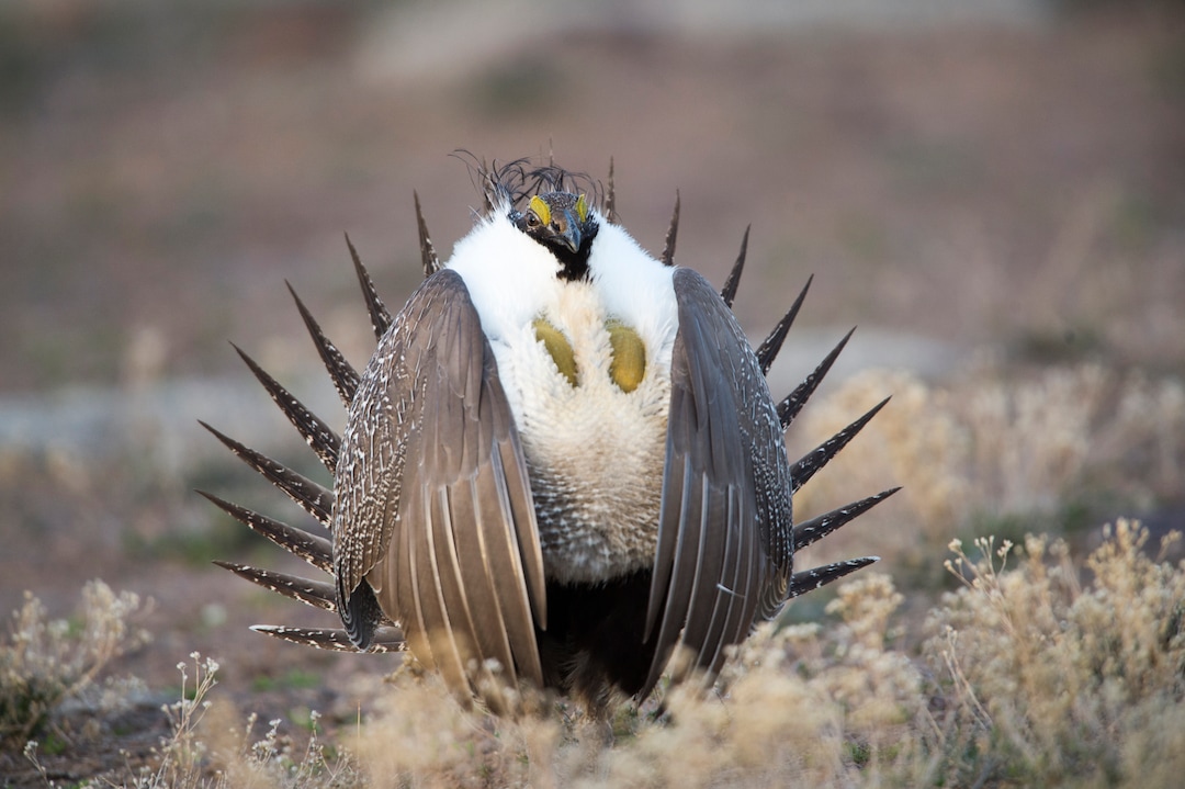 Rick Egan  |  The Salt Lake TribuneA Sage-Grouse Struts on a lek in the Parker Mountain area, near Loa, Utah, Friday, April 22, 2016.