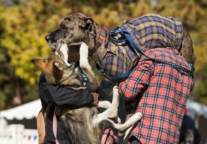 (Leah Hogsten  |  The Salt Lake Tribune)  l-r Valkyrie and Flynn are held by their owners Denise Greenway and Nick Pavlot of Salt Lake City during the 2017 Strut Your Mutt dog walk and fundraiser to save the lives of homeless pets, October 14, 2017  at Liberty Park. Participants can choose to raise money for Best Friends or for one of hundreds of participating shelters, rescue groups and other animal welfare groups. 