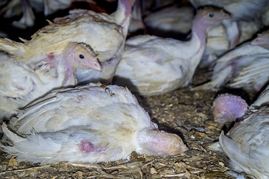(Courtesy Wayne Hsiung)   Turkeys are seen at a Norbest farm near Moroni, Utah. The photos were taken by activists from Direct Action Everywhere.