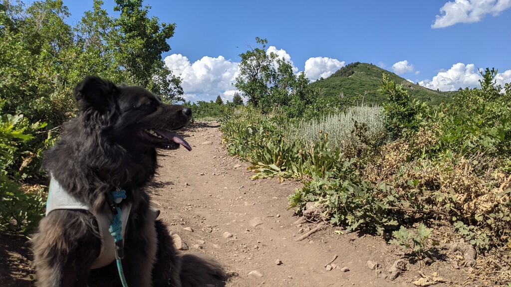 (Paighten Harkins | The Salt Lake Tribune) Major the dog rests on the trail on the way to Sardine Peak.
