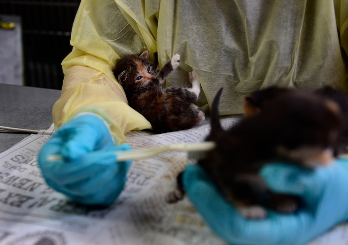 (Scott Sommerdorf | The Salt Lake Tribune)
"Tender Vittles" huddles in the crook of Bobbi Gordon's arm as she cares for one of three litter mates getting care at the Best Friends kitten nursery, Sunday, April 8, 2018. They are groomed with a tooth brush to simulate their mother's tongue.