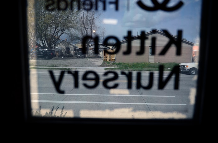 (Scott Sommerdorf | The Salt Lake Tribune)  The view through the Best Friends kitten nursery window, Sunday, April 8, 2018.