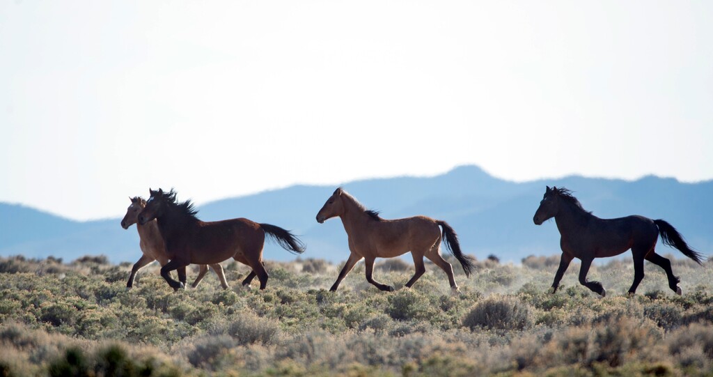 Rick Egan | The Salt Lake Tribune
Wild horses, on BLM land northwest of Cedar City, Wednesday, April 23, 2014.