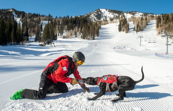 (Rick Egan  |  The Salt Lake Tribune)       Handler, Trevor John plays with his Avalanche dog Lumen, at Solitude Ski Resort, Thursday, March 5, 2020.