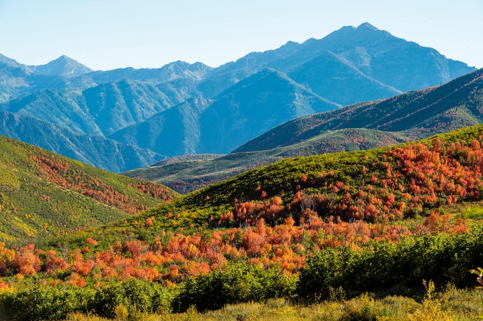 (Rick Egan  |  The Salt Lake Tribune)      The leaves are starting to change along the Alpine Loop Road near Cascade Springs in American Fork Canyon, Thursday, Sept. 26, 2019.