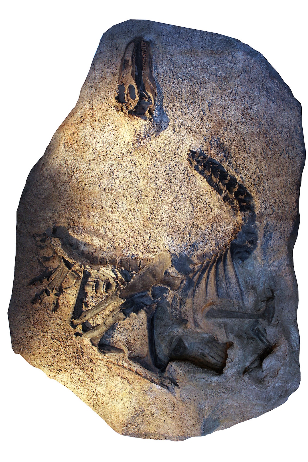(Photo courtesy of Dan Chure) A cast of the skeleton and skull of Allosaurus jimmadseni as it was discovered and is now on exhibit at Dinosaur National Monument.
