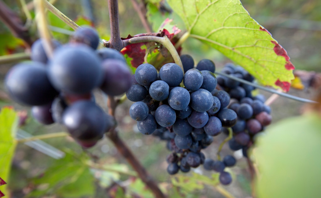 (Virginia Mayo | AP) This 2014 photo shows grapes growing on the vine in France. But southern Utah also was home once to a thriving wine industry, one commissioned by Brigham Young of The Church of Jesus Christ of Latter-day Saints.