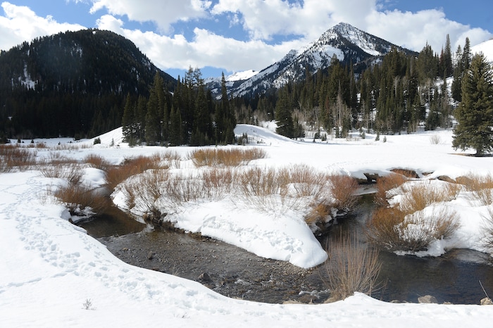 (Al Hartmann  |  The Salt Lake Tribune) 	
Big Cottonwood Creek meanders through valley near Cardiff Road in Big Cottonwood Canyon Monday March 12.