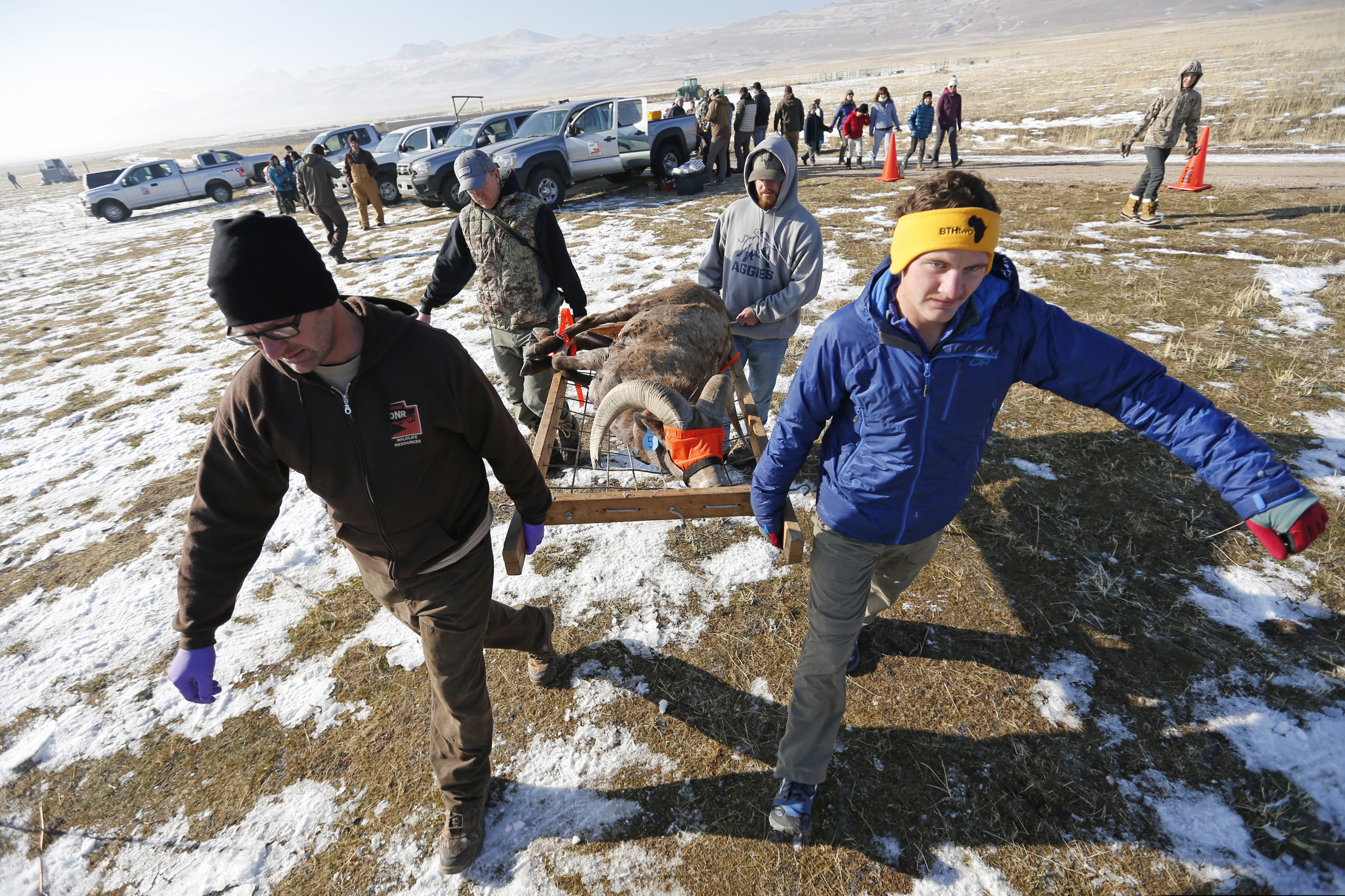 (Rick Bowmer AP File Photo) In this Jan. 5, 2018, file photo, officials with the state Division of Wildlife Resources and State Parks carry a bighorn at a ranch on Antelope Island, Utah, where the sheep received vaccinations and health checks. Utah has announced plans to restore the state's bighorn sheep population a year after a respiratory illness outbreak killed more than 100 sheep. The Utah Division of Wildlife Resources unveiled plans Thursday, Oct. 3, 2019, to release 35 sheep on Antelope Island in January with the goal of increasing the island's sheep population to 125.