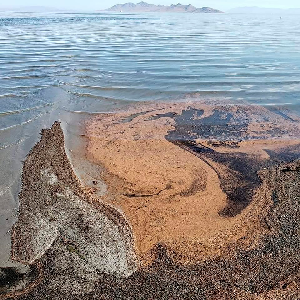 (Utah Department of Natural Resources via AP) This undated photo provided by the Utah Department of Natural Resources shows floating brine shrimp egg clusters, which start to resemble thick pools of chocolate milk the closer they get to shore.