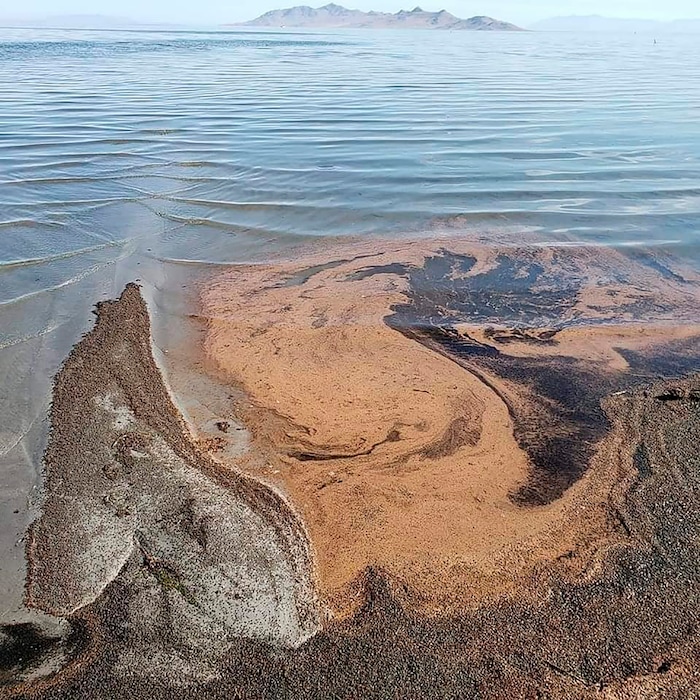 (Utah Department of Natural Resources via AP) This undated photo provided by the Utah Department of Natural Resources shows floating brine shrimp egg clusters, which start to resemble thick pools of chocolate milk the closer they get to shore.