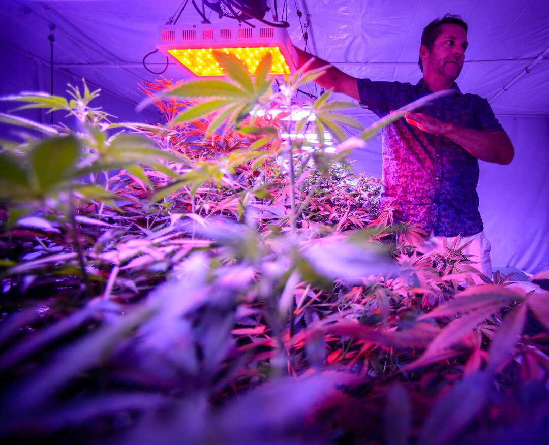 (Trent Nelson  |  The Salt Lake Tribune)  
Troy Young with hemp plants growing under LED lights at Moon Lake Farms in North Salt Lake on Friday July 12, 2019.