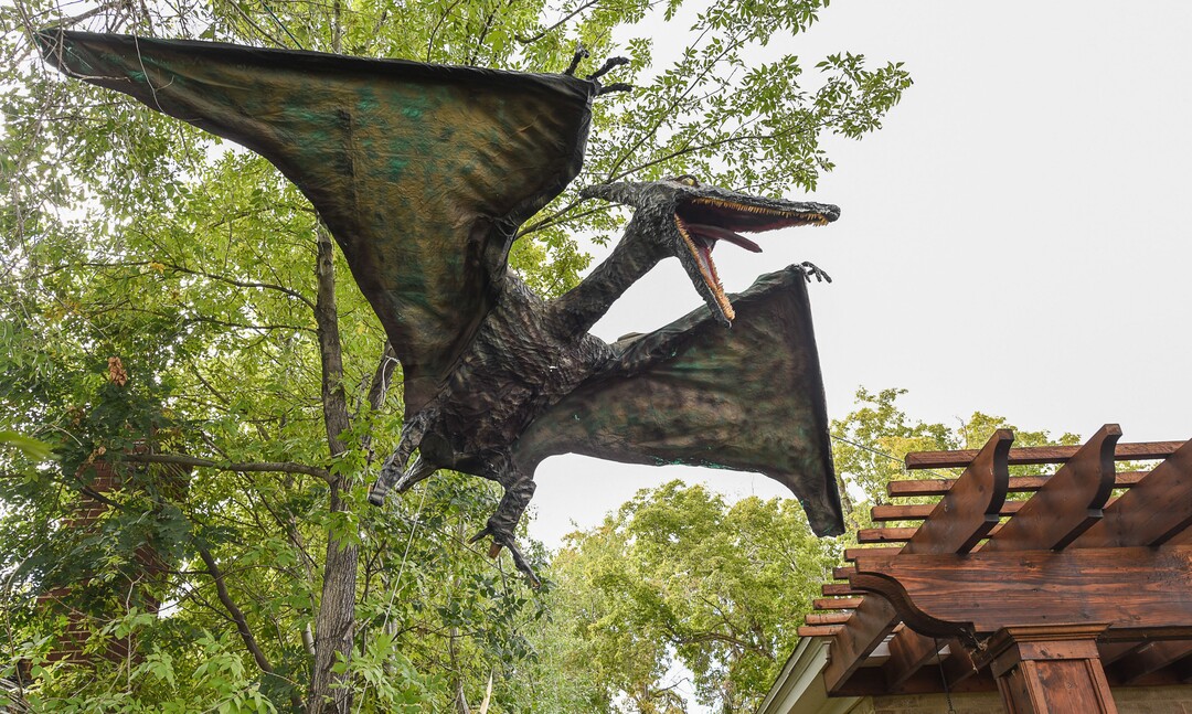 (Francisco Kjolseth  |  The Salt Lake Tribune)  Ammon Smith went big on his front lawn at 1542 S. 900 East in Salt Lake City for Halloween after constructing a "maturing adult"-size T. rex along with a pair of velociraptors and pterodactyls. The part-time stay-at-home dad, who made a giant King Kong last year, started construction back in August as he assembled recycled wood, chicken wire, foam, aluminum foil and spray paint for the 12-by-32-foot Jurassic centerpiece and companion pieces.