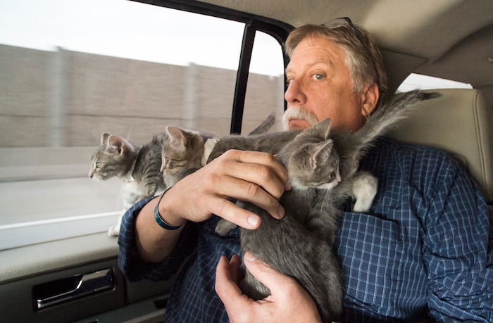 (Rick Egan  |  The Salt Lake Tribune) Robert Kirby, with Uber Kittens, on National Cat dayThursday, October 29, 2015.