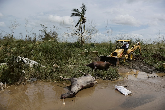 Dead horses lie on the side of the road after the passing of Hurricane Maria, in Toa Baja, Puerto Rico, Friday, September 22, 2017. Because of the heavy rains brought by Maria, thousands of people were evacuated from Toa Baja after the municipal government opened the gates of the Rio La Plata Dam. (AP Photo/Carlos Giusti)