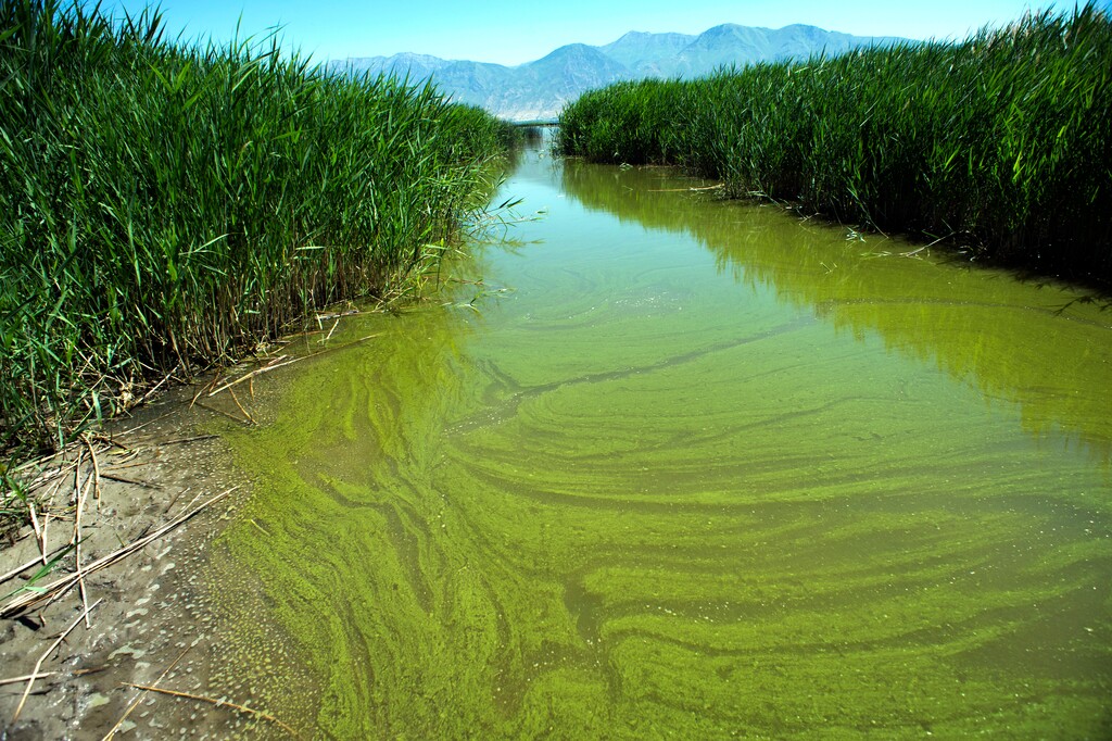 (Rick Egan | The Salt Lake Tribune)    Water experts are urging visitors to keep themselves, their pets and other animals out of parts of Utah Lake after they detected a potentially toxic blue-green algal bloom in Provo Bay. Tuesday, June 12, 2018.