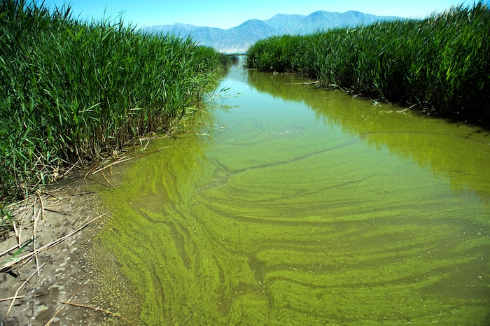 (Rick Egan  |  The Salt Lake Tribune)    Water experts are urging visitors to keep themselves, their pets and other animals out of parts of Utah Lake, after detecting a potentially toxic blue-green algal bloom in Provo Bay. Tuesday, June 12, 2018.


