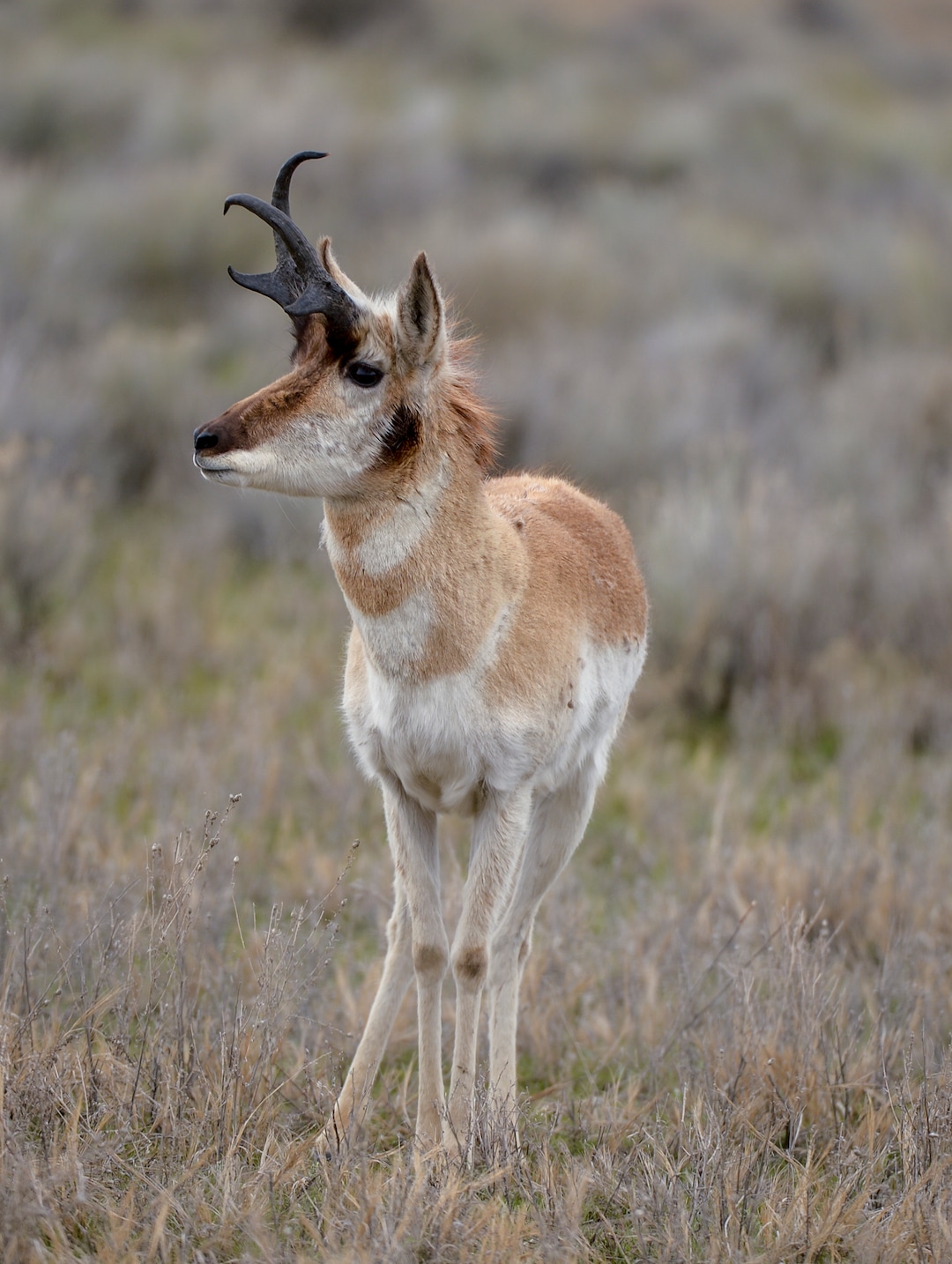 (Leah Hogsten  |  The Salt Lake Tribune)  The large herd of Pronghorn roam the area of the proposed inland port. Last year, Utah lawmakers took control of a massive portion of land in Salt Lake City's northwest area in an effort to create a distribution hub on the city's northwest side, sparking outrage among residents.