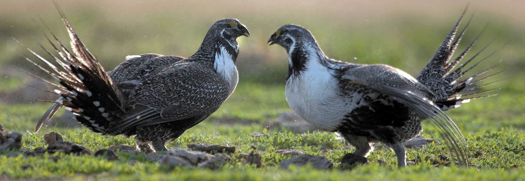 FILE - In this March 25, 2007, file photo, two sage grouse roosters challenge each other for hens in Rockland, Idaho. A judge has rejected Idaho Gov. C.L. "Butch" Otter's lawsuit contending the Obama administration acted illegally by imposing federal land-use restrictions intended to protect the sage grouse in Idaho and southwestern Montana. (Bill Schaefer/The Idaho State Journal via AP, File)