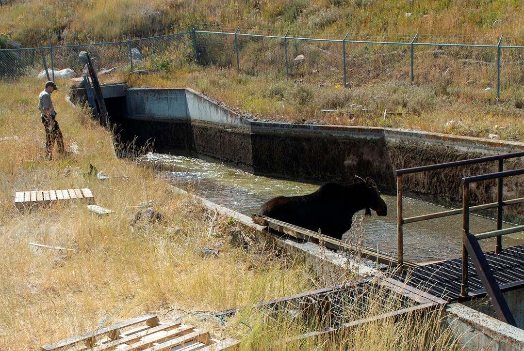 (Rick Egan  |  The Salt Lake Tribune)   A moose is stranded in the Lambs Creek diversion pond near Mountain Dell golf course, on Sunday, September 20, 2020. Sunday, Sept. 20, 2020.
