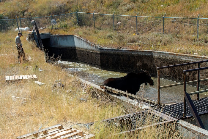 (Rick Egan  |  The Salt Lake Tribune)   A moose is stranded in the Lambs Creek diversion pond near Mountain Dell golf course, on Sunday, September 20, 2020. 
Sunday, Sept. 20, 2020.