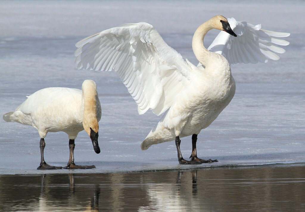 FILE - In this March 25, 2015, file photo, a pair of trumpeter swans stretch and preen on ice along a channel of open water at Westchester Lagoon in Anchorage, Alaska. No state currently has hunting seasons for trumpeter swans, which have made a comeback in recent decades thanks to efforts to reintroduce them. Now the U.S. Fish and Wildlife Service is working on a plan aimed at letting hunters shoot them legally in certain states that allow the hunting of tundra swans. (AP Photo/Dan Joling, File)