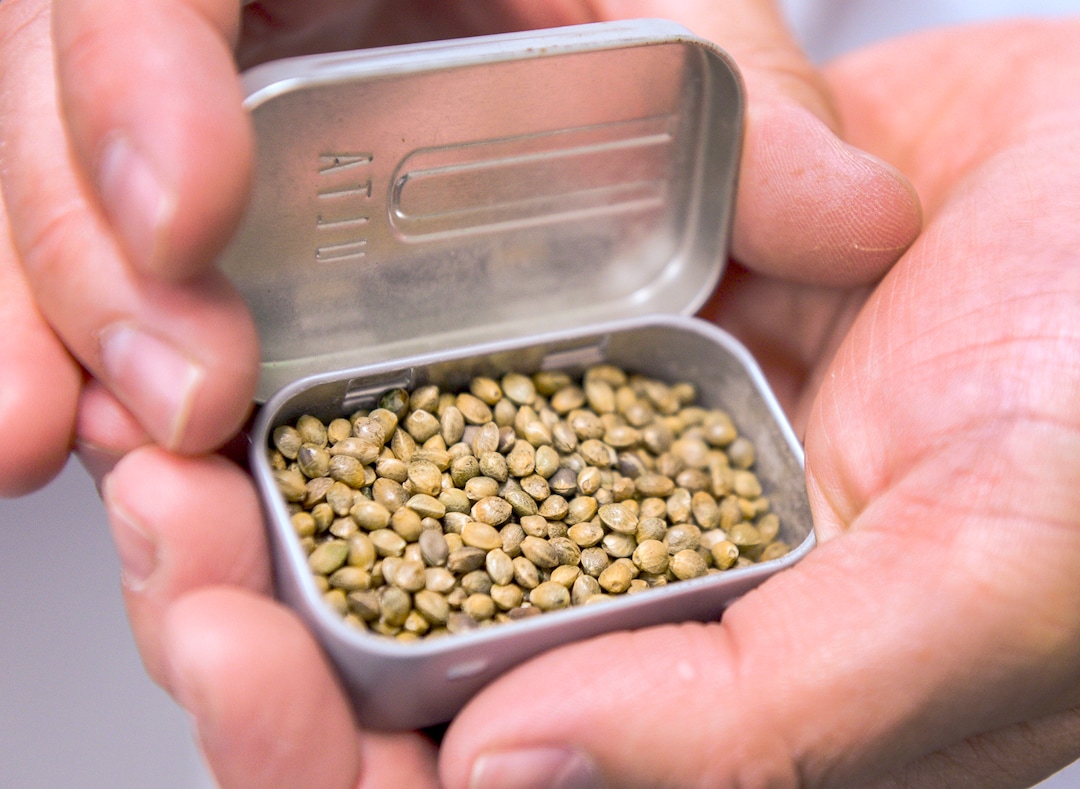 (Leah Hogsten  |  The Salt Lake Tribune) Jeff Colbert holds a tin of Young Sim Ten variety of sativa canabis hemp seeds he plans to plant in June on the campus of Weber State University. Colbert, a graduate student at Weber State University, has a special permit to grow and study hemp plants.
