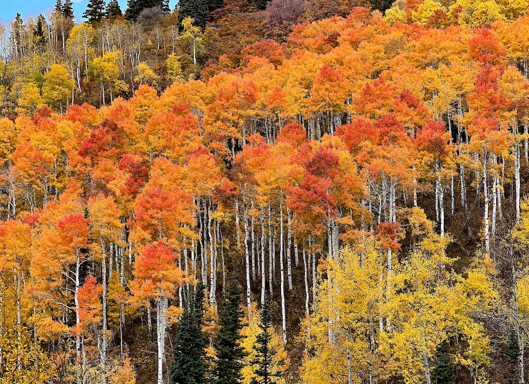 (Francisco Kjolseth | The Salt Lake Tribune) Trees explode with fall color above Red Pine Road Trail at the top of Millcreek Canyon on Thursday, Oct. 7, 2021.