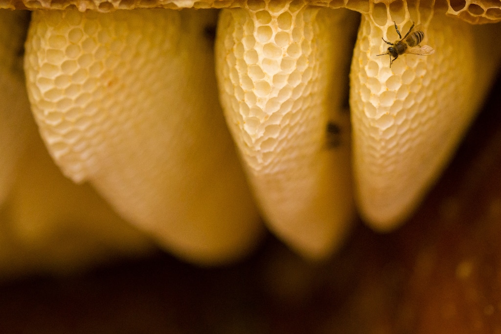 (Trent Nelson  |  The Salt Lake Tribune) Bees in Salt Lake City on Saturday, Oct. 30, 2021.