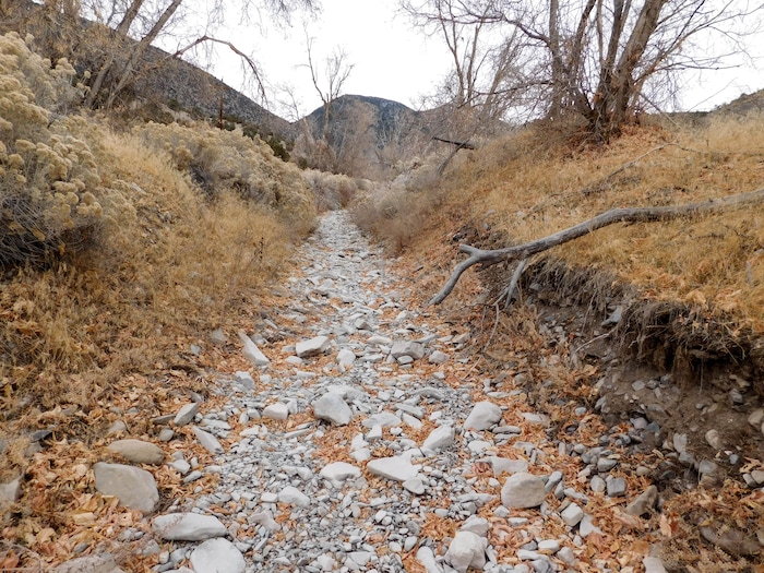 (Erin Alberty | The Salt Lake Tribune) Rabbitbrush and grasses line an empty streambed under a heavy November sky as life in Ophir Canyon goes dormant for winter. Photo taken Nov. 20, 2017 in Tooele County.