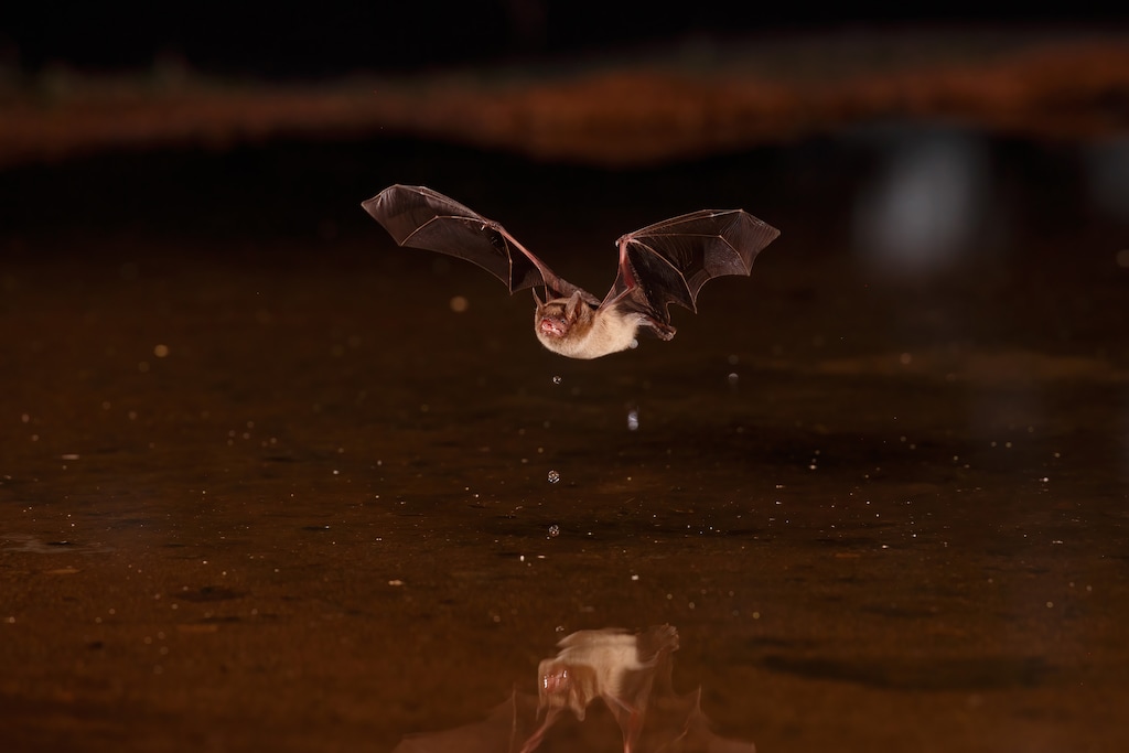 (Daybreak Imagery via Adobe Stock) A brown bat skims a pond for a drink in Arizona.