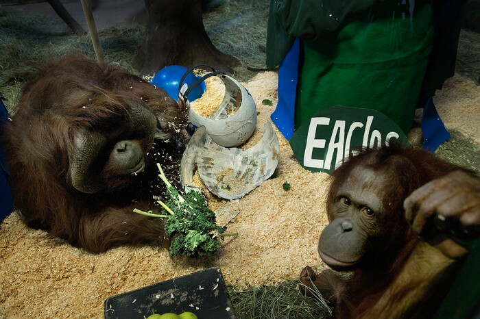 Scott Sommerdorf | The Salt Lake Tribune
Mia, left, an adult male Bornean Orangutan munches on vegetables from the inside of the remnants of the papier-mache helmet of the Philadelphia Eagles. Earlier, Acara, right, another of the Hogle Zoo's Bornean Orangutans, chose the New England Patriots as the winners of Super Bowl 52 by touching the Patriot helmet over the one representing the Philadelphia Eagles at Salt Lake City's Hogle Zoo, Thursday, February, 1, 2018.