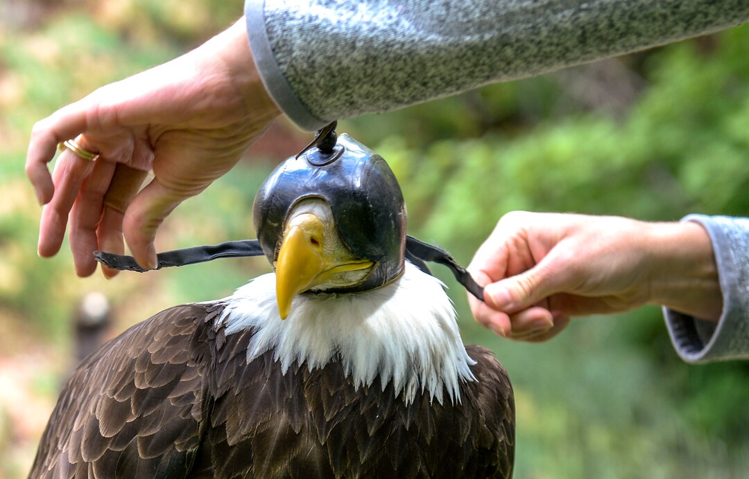 (Leah Hogsten  |  The Salt Lake Tribune) Jena Beckstead ties a hood on Freedom, a male bald eagle, who was rehabilitated after he was hit by a vehicle west of Utah Lake.