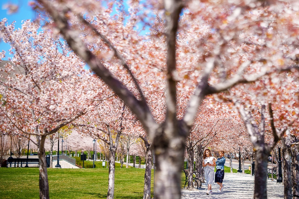 (Trent Nelson | Tribune file photo) People walk among the blossoms at the State Capitol in Salt Lake City on Thursday, April 22, 2021.