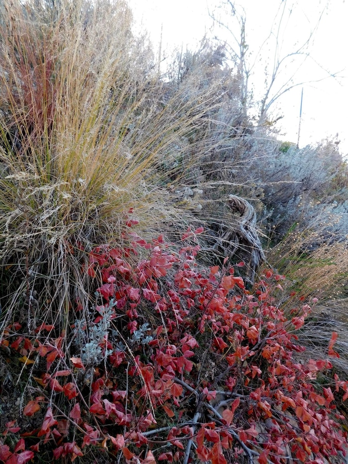 (Erin Alberty | The Salt Lake Tribune) Oakleaf Sumac and Alkali Sacaton grass bring warmth to a late fall scene Nov. 17, 2015 in the former backyard of reporter Erin Alberty in Salt Lake City.  The Utah native plants helped to replace a carpet of invasive Myrtle Spurge.
