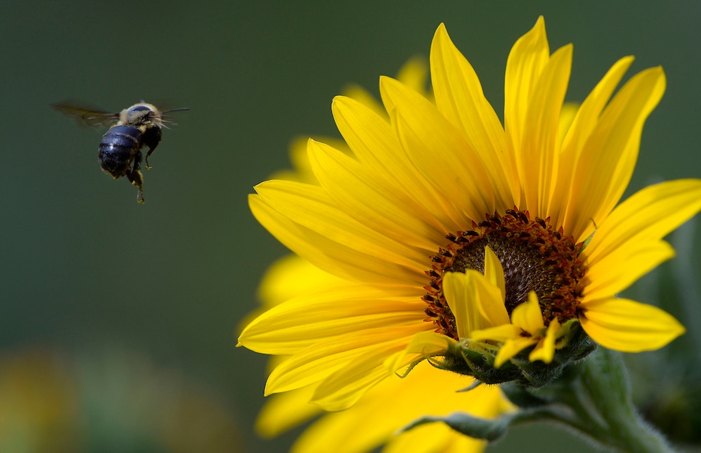 (Al Hartmann | The Salt Lake Tribune) A sunflower in a Sugarhouse garden.