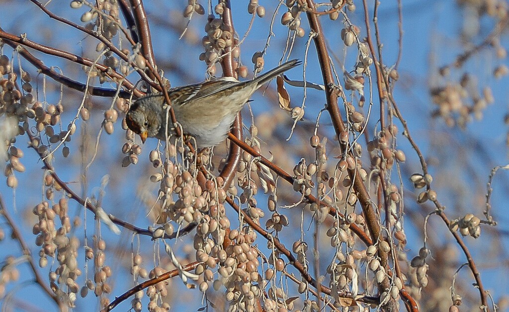 (Francisco Kjolseth  |  Tribune file photo)  A white-crowned sparrow picks berries near the waters of the Jordan River in 2018. A salmonella outbreak linked to the deaths of hundreds of songbirds has come to Utah, and officials are asking people to immediately remove or clean their bird feeders.