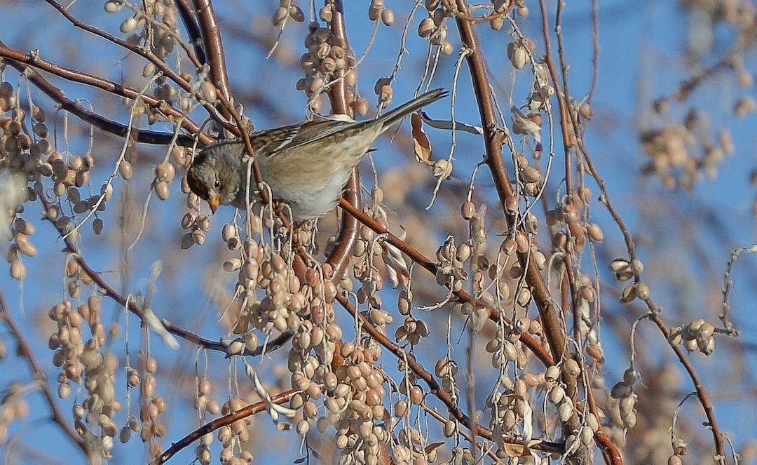 (Francisco Kjolseth  |  The Salt Lake Tribune)  A white-crowned sparrow picks berries near the waters of the Jordan River recently. A group of Audubon members took to a stretch of the river for the New Year's Day bird count as part of the annual survey, now its 119th year, done by multiple members across Utah.