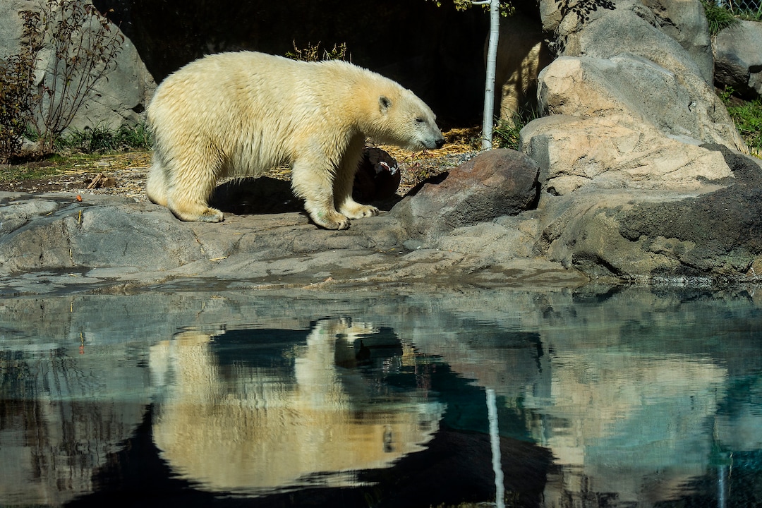 (Chris Detrick  |  The Salt Lake Tribune) Polar Bears Hope and Nora at Utah's Hogle Zoo Tuesday, October 10, 2017.