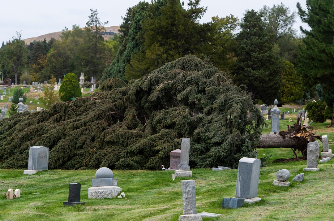 (Rick Egan  |  The Salt Lake Tribune)    Hundreds of headstones in the Salt Lake City Cemetery were damages in the recent wind storm, Friday, Sept. 18, 2020.