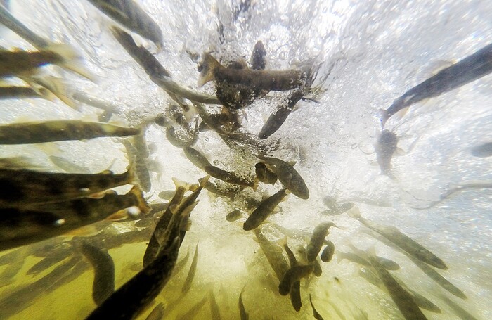 (Francisco Kjolseth | The Salt Lake Tribune) The Division of Wildlife Resources introduce around 40,000 splake, a sterile cross between lake trout and brook trout, into the Jordanelle Reservoir on Thursday, June 21, 2018. Measuring four to five inches long, splake will quickly grow and could reach adult lengths of more than two feet long as part of ongoing management plans at the reservoir that currently holds numerous other fish species.