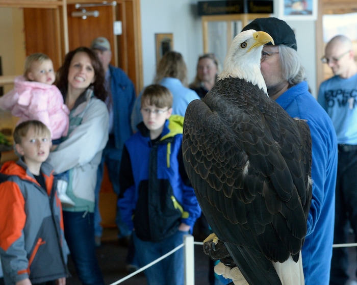 (Al Hartmann | The Salt Lake Tribune)
Families get an up-close look at a Bald Eagle at the Wildlife Education Center at Bear River Migratory Bird Refuge at Eagle Day event on Saturday Feb. 10. This eagle from Ogden Nature Center used for education can't fly. Usually up to several hundred eagles can be seen, each winter, as they migrate through the refuge, but not this year. The abnormal weather this Winter has changed their migratory pattern making live spottings scarce.